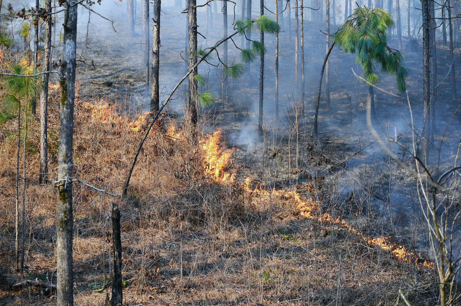 Prescribed Burn